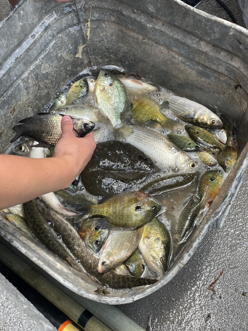 McNeese State University High School Field Biology Experience